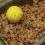 Avid Carp Method Feeder Mould Small