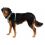 Postroj pre psy Ruffwear Front Range® Harness, Spring Mountains XXS