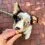 Whimzees Puppy dent&aacute;lne pamlsky XS/S, 28 x 7,5 g
