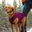 Kurgo Core Sveter pre psy - Heather Violet, XL