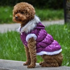 Bunda pre psa s odopínateľnou kapucňou - fialová, XL