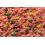 MIVARDI R1 CARP - Jahoda 950 g