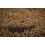 Matrix MXC-4 X-Strong Bait Band Rig 10cm 0.23mm size 12 / 8x