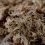 Terrabloom Moss 12 L - lisovaný
