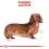 Royal Canin Dog Dachshund in Loaf kapsička 36 x 85 g