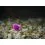 Delphin Feeder Fluoro Sting / 10x / 12cm/0,30mm/Turner 4