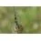 Preston Feeder Links Soft 2x Long 75mm