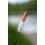 Zebco Trophy Battery Rod Light 1.5-4mm Red