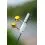 Zebco Trophy Battery Bell Light Green 1.5mm-4mm