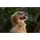 Tractive DOG 6 XL &ndash; GPS lok&aacute;tor pre psy a monitor zdravia, čierny