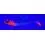 Savage Gear 4D HERRING BIG SHAD 22cm/200g Red Head Mackerel