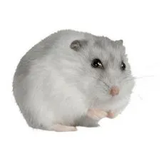 Klietka pre &scaron;krečka