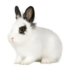 Klietka pre kr&aacute;lika