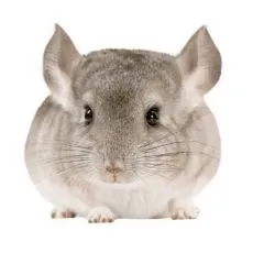 Klietka pre činčilu