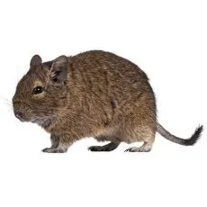 Klietka pre degu