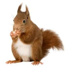 Klietka pre veveričku