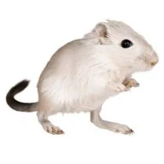 Klietka pre pieskomila