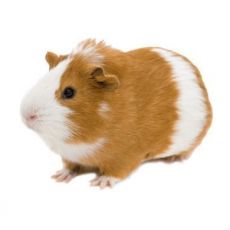  Hlodavce - Halloween