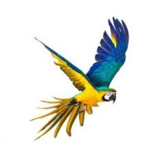 Papagáje - Halloween