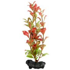 Ludwigia repens ( Red Ludwigia) - rastlina Tetra 15 cm, S