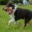 Hračka pre psov - bavlnený povraz s uzlom mini - 15cm