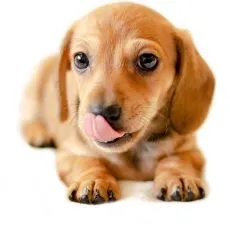 Granule pre &scaron;teňat&aacute;