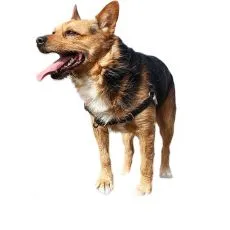 Granule pre dospel&yacute;ch psov