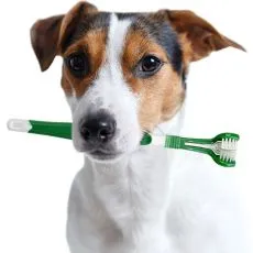 Starostlivosť o zuby