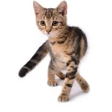 Granule pre mačiatka