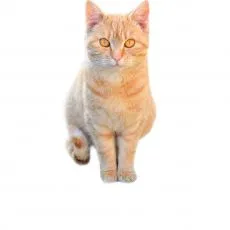 Granule pre dospel&eacute; mačky