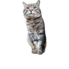 Granule pre star&scaron;ie mačky