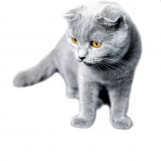 Granule pre jednotliv&eacute; plemen&aacute;