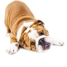 Di&eacute;tne granule pre psov