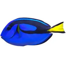 Morsk&aacute; akvaristika