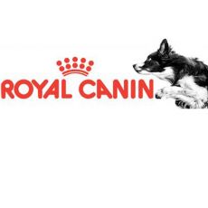 Dospelí psi Royal Canin