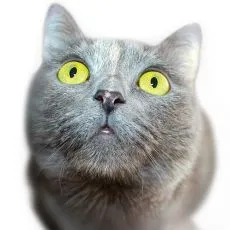 Starostlivosť o oči a u&scaron;i