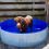 DUVO+ Dog Pool bazén pre psa 120 x 30 cm