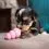 Kong Puppy Gran&aacute;t S