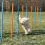 Prek&aacute;žky pre psov - Agility Slalom 115x3cm