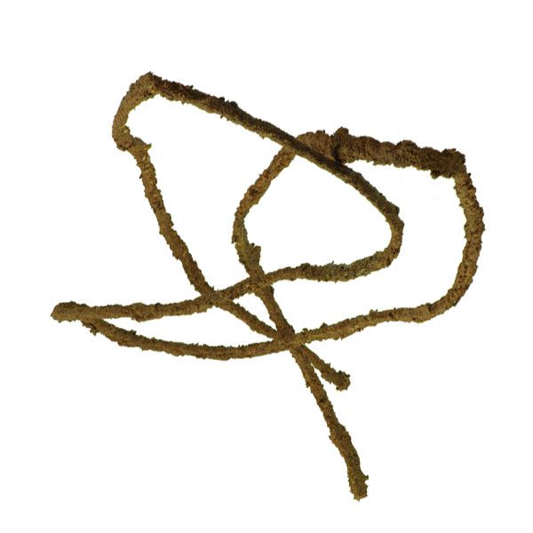 Konár do terária Komodo - 1,8m x 5mm