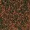 TROPICAL Cichlid Omnivore Medium Pellet 5 L / 1,8 kg
