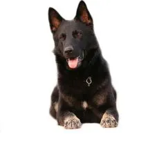 Granule pre jednotliv&eacute; plemen&aacute;