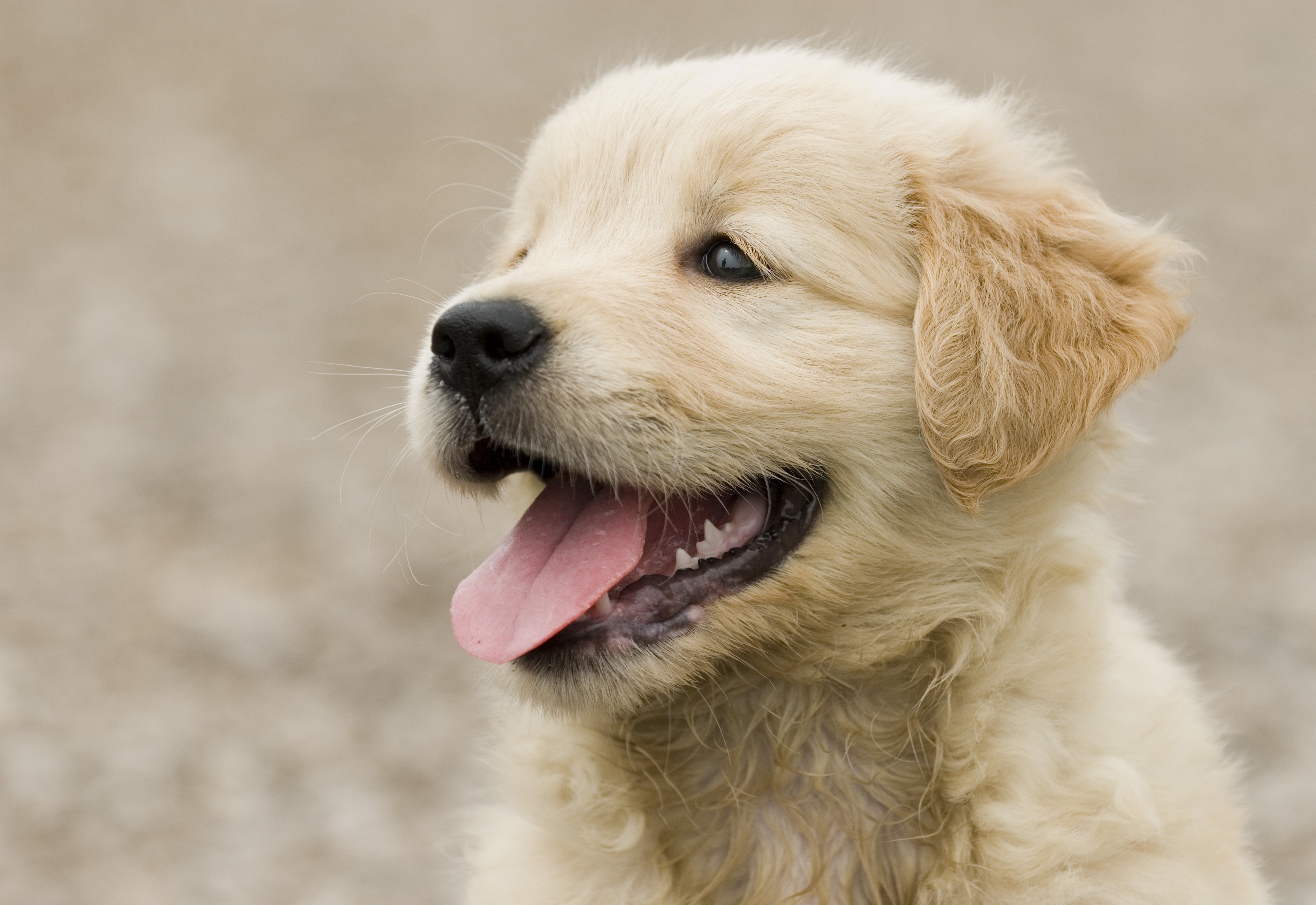 adorable-fluffy-golden-retriever-puppy-showing-its-tongue.jpg