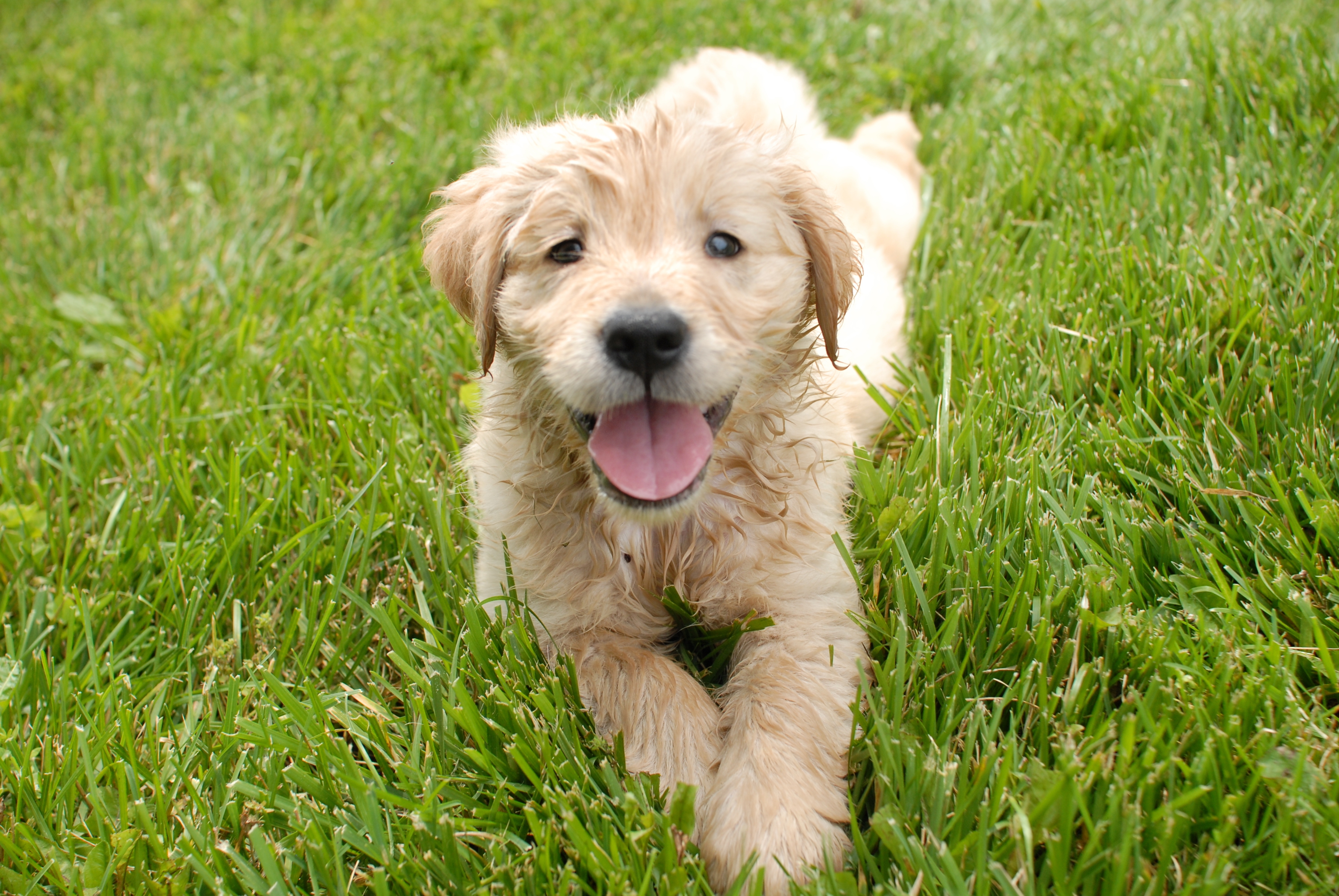 closeup-shot-cute-golden-retriever-puppy-resting-grass-ground.jpg