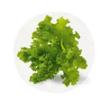 quinoa.png