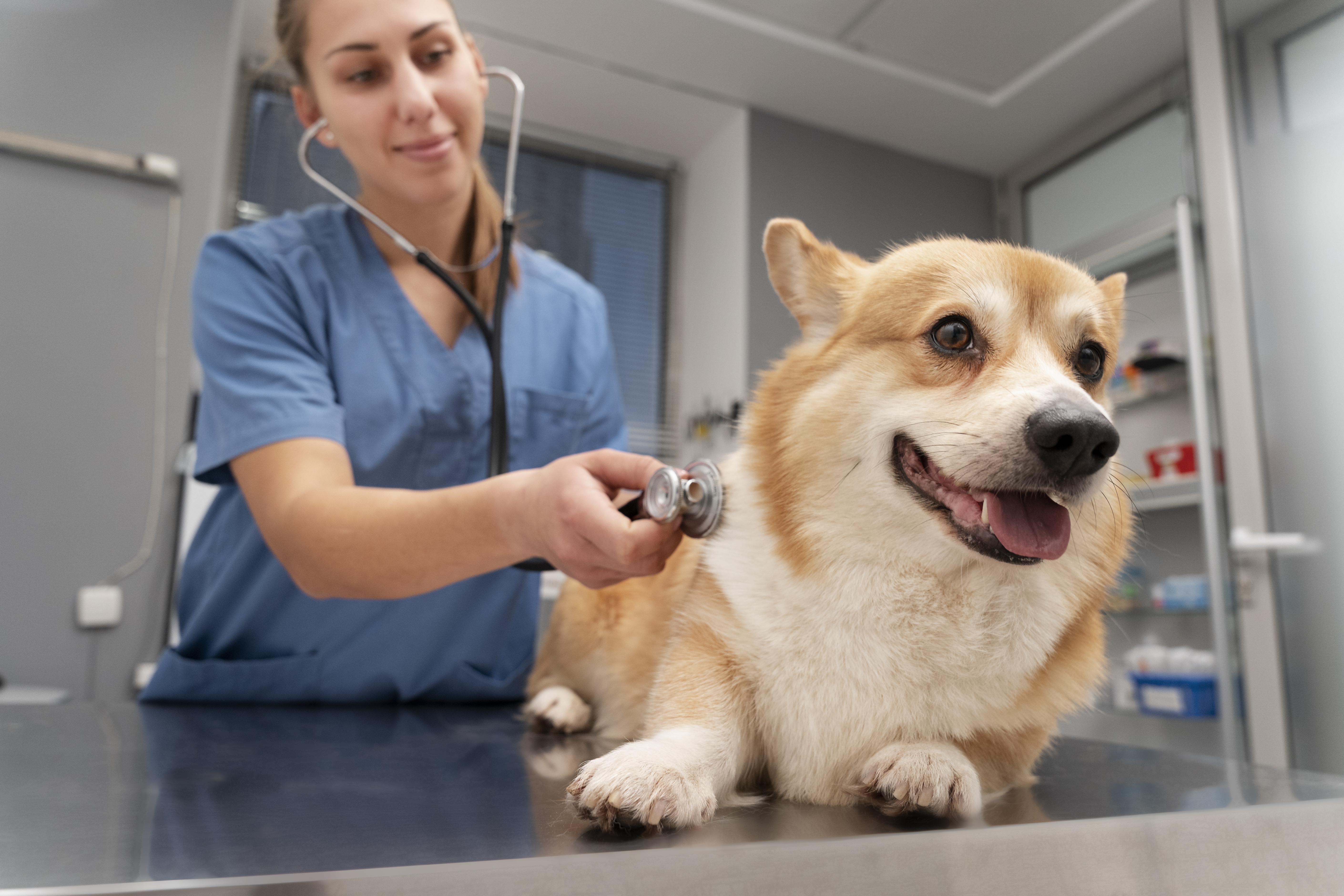 veterinarian-taking-care-pet-dog.jpg