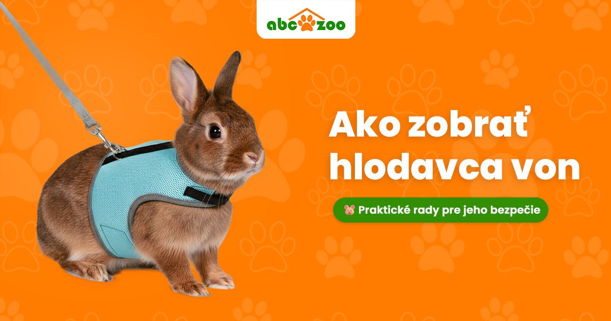 Je bezpečné brať hlodavca von? Praktické tipy, na čo si dať pozor