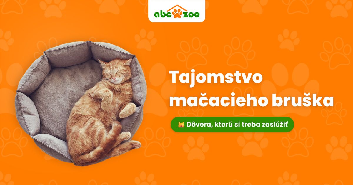 Základný prejav dôvery vašej mačky: Čo si všímať?