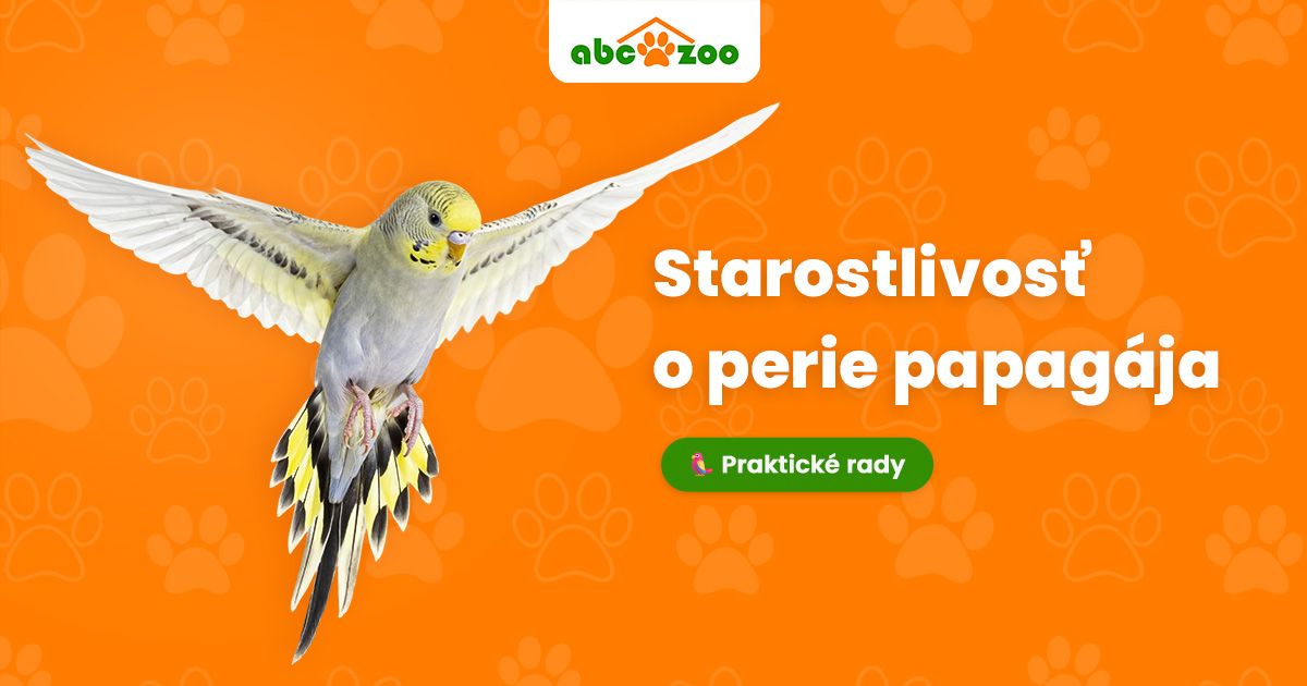 Perie vtákov pod lupou: anatómia, typy a správna starostlivosť