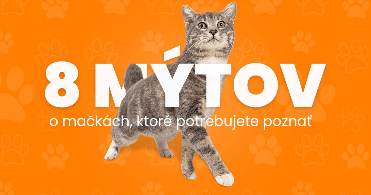 8 mýtov o mačkách, ktoré potrebujete poznať